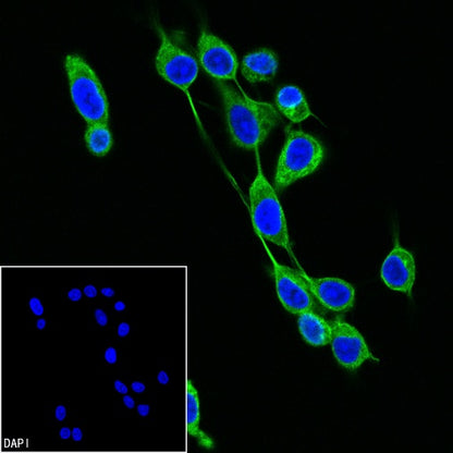 α-tubulin Recombinant Mouse mAb (FITC Conjugate) (S-364-23HL)