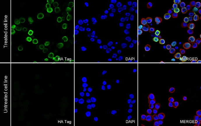 HA Tag Recombinant Rabbit mAb (S-4144)