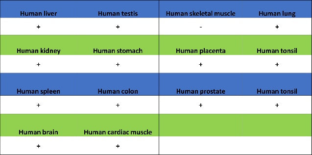 Syntenin Recombinant Rabbit mAb (S-1692-5)