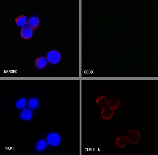CD3d Recombinant Rabbit mAb (S-R318)
