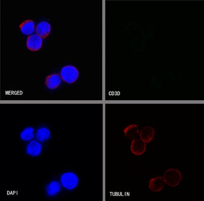 CD3d Recombinant Rabbit mAb (S-R318)