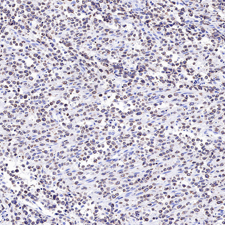 S-RMab® CD3 epsilon Recombinant Rabbit mAb,PBS Only (SDT-R137)