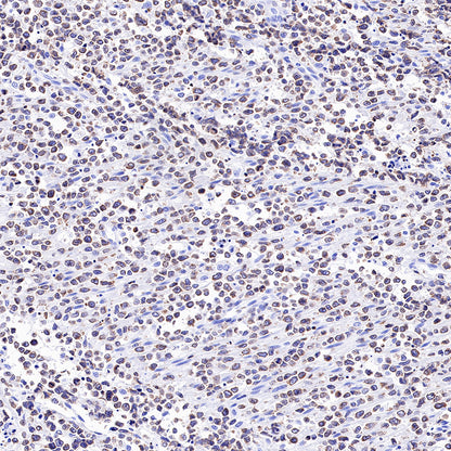 S-RMab® CD3 epsilon Recombinant Rabbit mAb,PBS Only (SDT-R137)