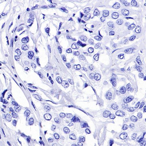 Rabbit mAb IgG Isotype Control (S-240-1)