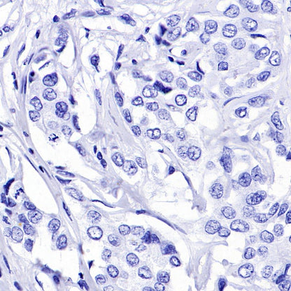 Rabbit mAb IgG Isotype Control (S-240-1)