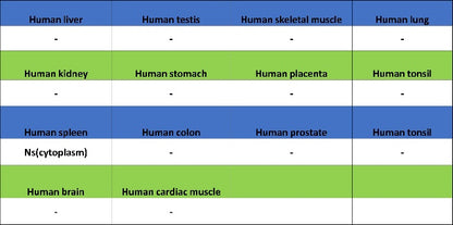 SOX11 Recombinant Mouse mAb (SDT-919-58)