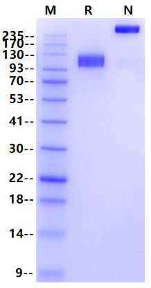 CD117/c-Kit Fc Chimera Protein, Human