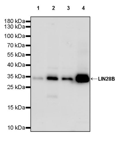 LIN28B Recombinant Rabbit mAb (S-2360-117)