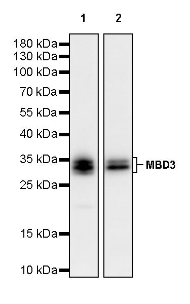 MBD3 Recombinant Rabbit mAb (S-4367)