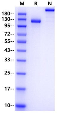 Tie-2 Fc Chimera Protein, Cynomolgus