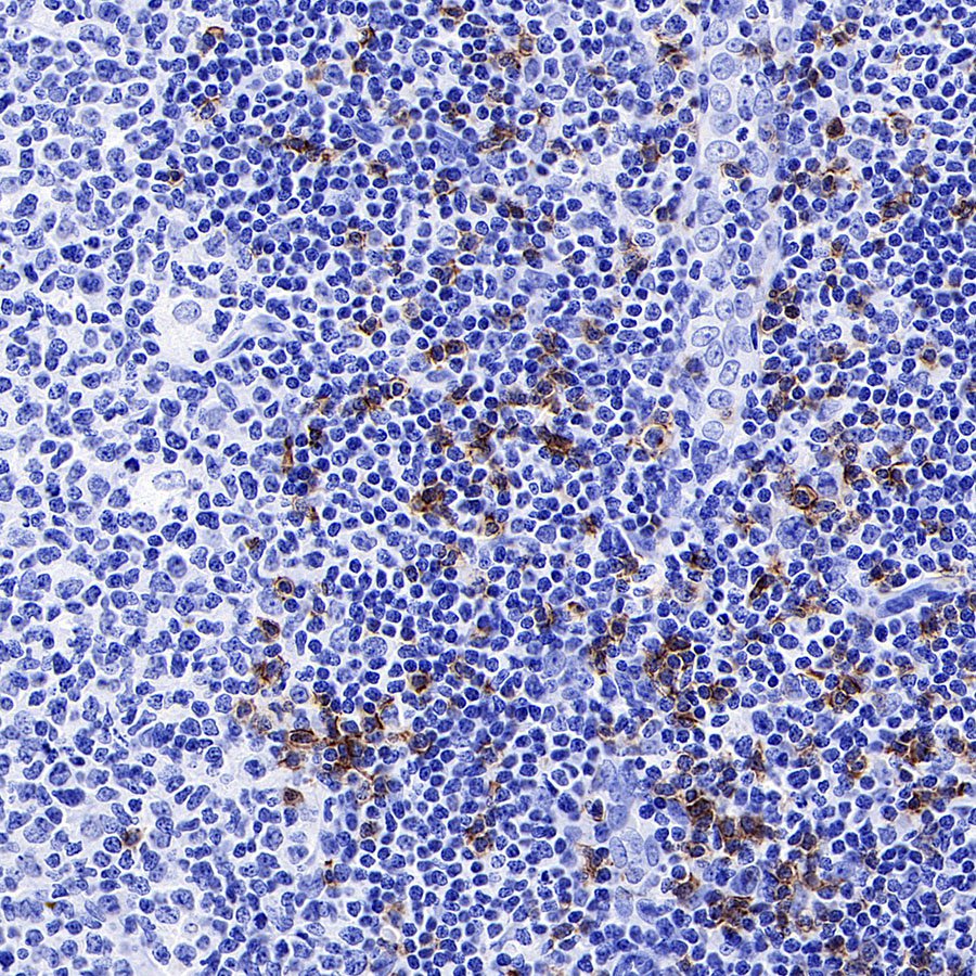 CD8α Recombinant Mouse mAb,PBS Only (SDT-126-8)