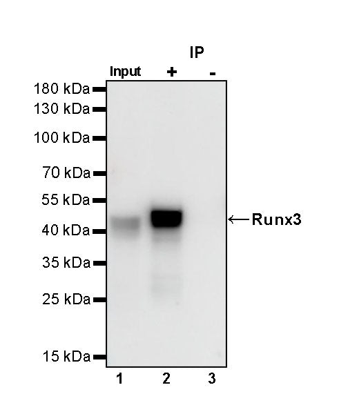 Runx3 Recombinant Rabbit mAb (S-R356)