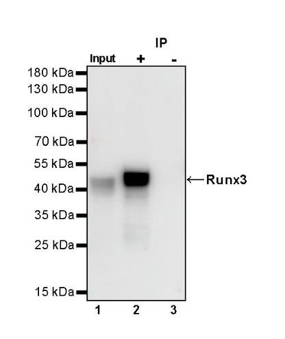 Runx3 Recombinant Rabbit mAb (S-R356)