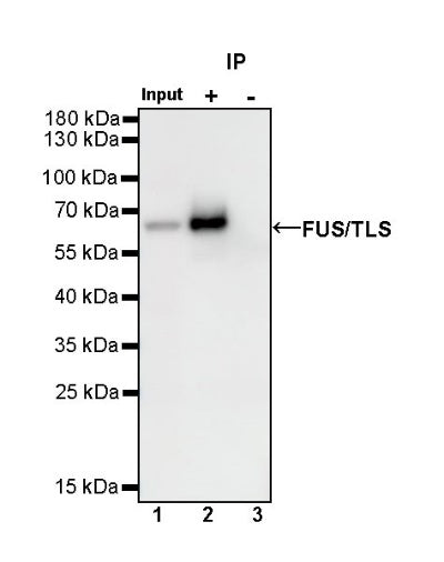 FUS/TLS Rabbit Polyclonal Antibody