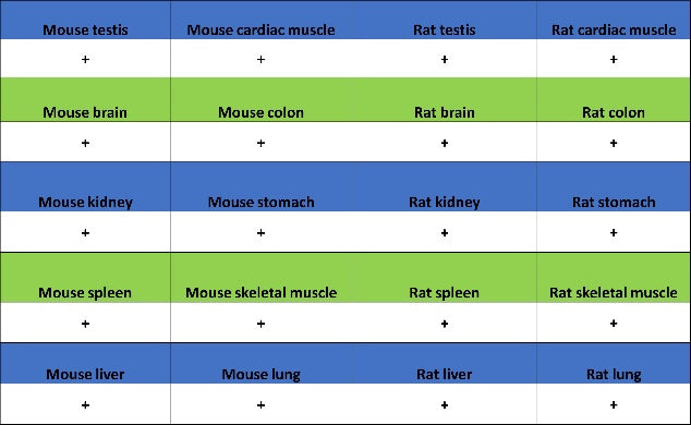 FTO Recombinant Rabbit mAb (S-1663-48)