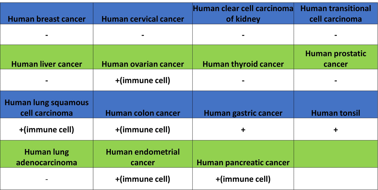 GATA1 Recombinant Rabbit mAb (S-5401)