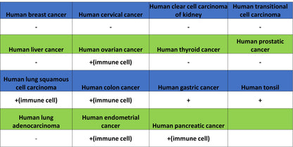 GATA1 Recombinant Rabbit mAb (S-5401)