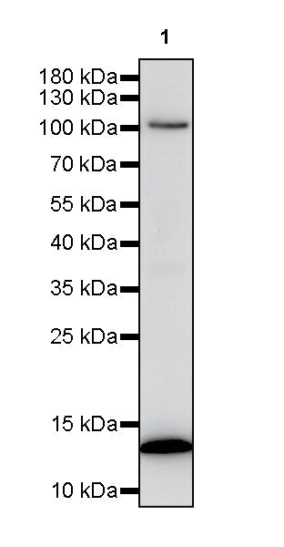 KCNQ2 Recombinant Rabbit mAb (S-3465-49)