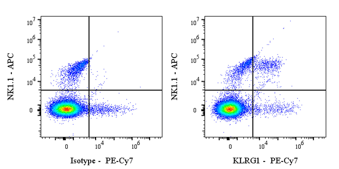 PE-Cy7 Armenian hamster Anti-Mouse/Human KLRG1 Antibody (2F1)