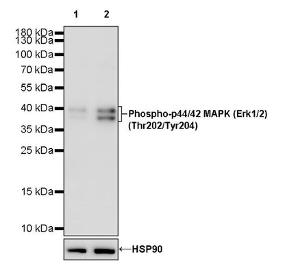 Phospho-p44/42 MAPK (Erk1/2) (Thr202/Tyr204) Recombinant Rabbit mAb (S-602-276)