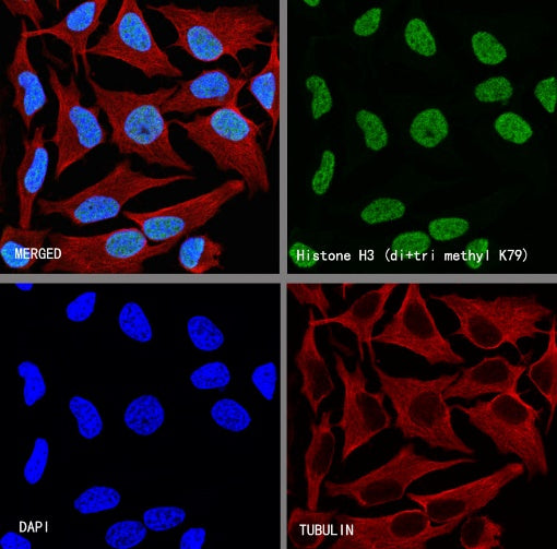 Histone H3 (di+tri methyl K79) Recombinant Rabbit mAb (S-854-48)