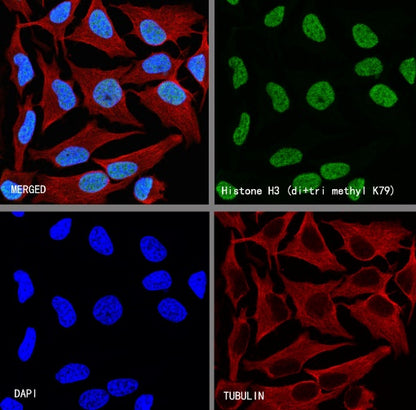 Histone H3 (di+tri methyl K79) Recombinant Rabbit mAb (S-854-48)