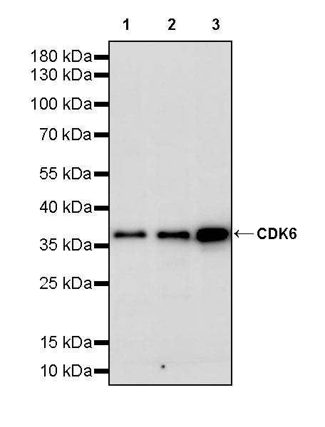 CDK6 Recombinant Rabbit mAb (S-4090-71)