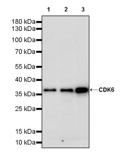 CDK6 Recombinant Rabbit mAb (S-4090-71)