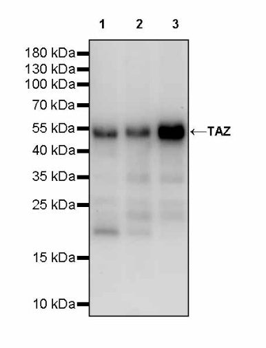 TAZ Recombinant Rabbit mAb (S-2812-102)