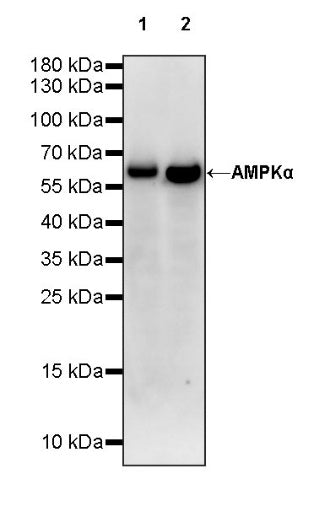 AMPKα Recombinant Rabbit mAb (S-784-68)