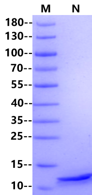 β-NGF Protein, Rat