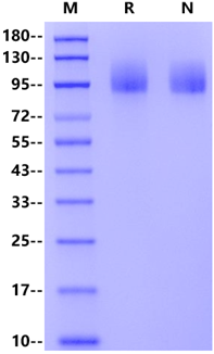 CA125/MUC16 His Tag Protein, Cynomolgus