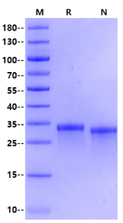 Biotinylated CD8 alpha/CD8A His&Avi Tag Protein, Cynomolgus