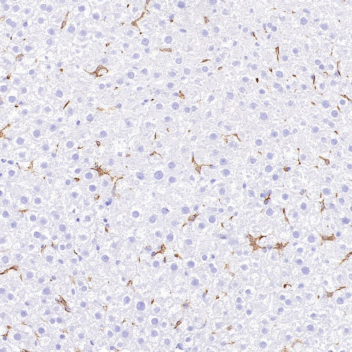 Sialoadhesin/CD169 Recombinant Rabbit mAb (SDT-3228-8)