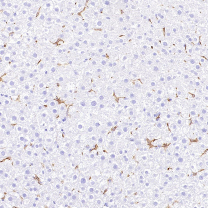 Sialoadhesin/CD169 Recombinant Rabbit mAb (SDT-3228-8)