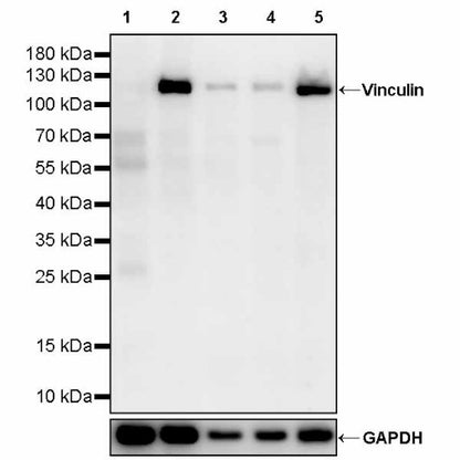Vinculin Recombinant Mouse mAb (S-916-217)