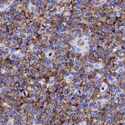 CD50 Recombinant Rabbit mAb (S-666-37)