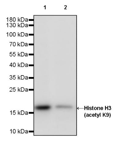 Histone H3 (acetyl K9) Rabbit polyclonal antibody