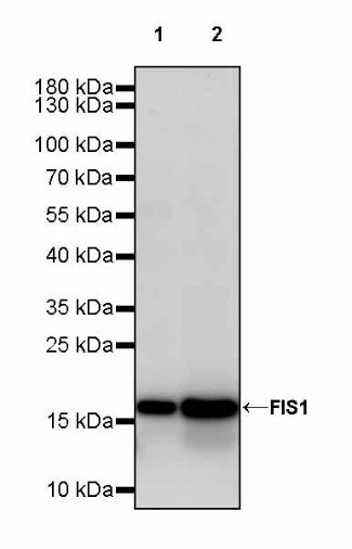 FIS1 Rabbit Polyclonal Antibody