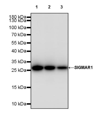 SIGMAR1 Recombinant Rabbit mAb (S-2079-270)