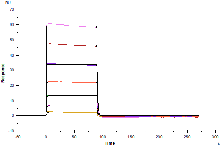 SIRP-α/CD172A Fc Chimera Protein, Mouse
