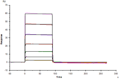 SIRP-α/CD172A Fc Chimera Protein, Mouse