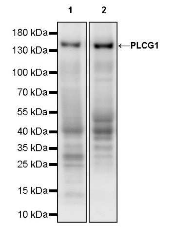 PLCG1 Recombinant Rabbit mAb (S-978-37)