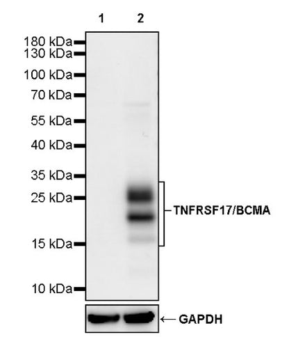 TNFRSF17/BCMA Recombinant Rabbit mAb (S-4674)