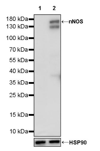 nNOS Recombinant Rabbit mAb (S-1641-70)
