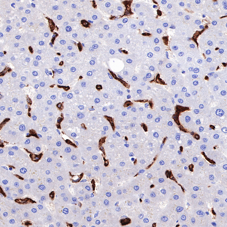 CD163 Recombinant Rabbit mAb,PBS Only (SDT-327-58)