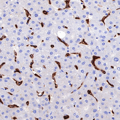 CD163 Recombinant Rabbit mAb,PBS Only (SDT-327-58)