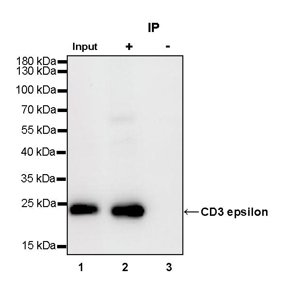 S-RMab® CD3 epsilon Recombinant Rabbit mAb,PBS Only (SDT-R137)