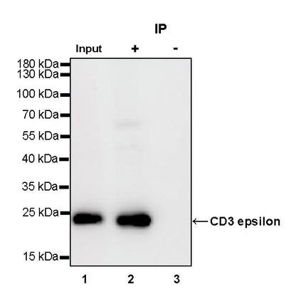 S-RMab® CD3 epsilon Recombinant Rabbit mAb,PBS Only (SDT-R137)