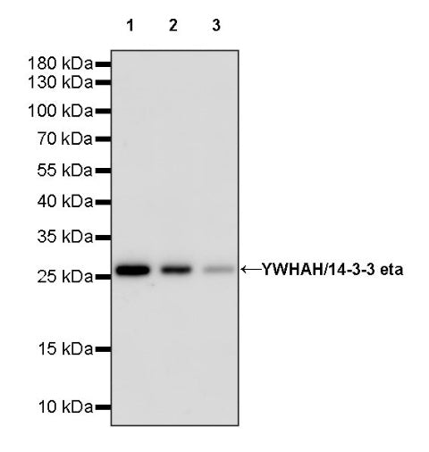 YWHAH/14-3-3 eta Recombinant Rabbit mAb (S-1327-22)